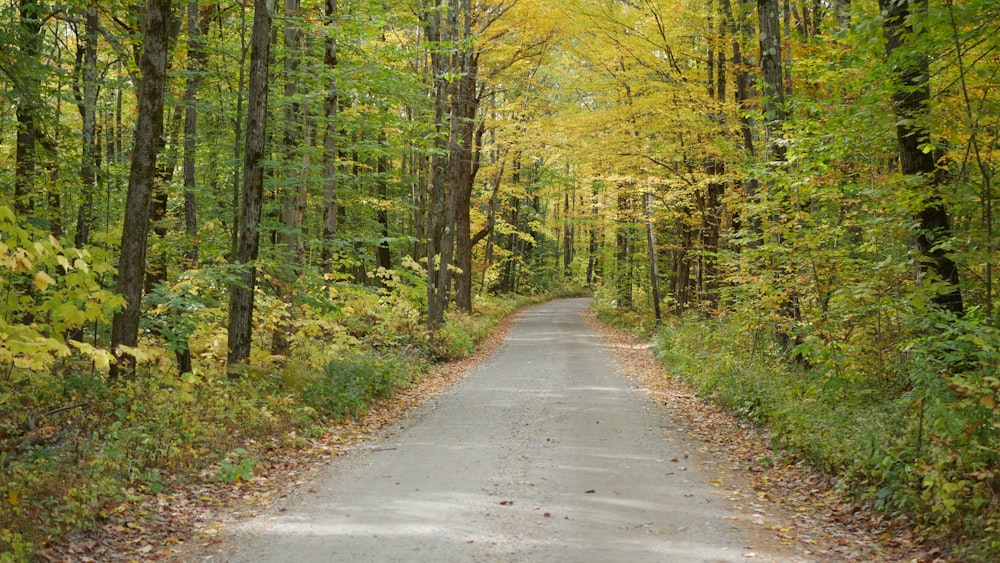 gray asphalt road in between green trees during daytime