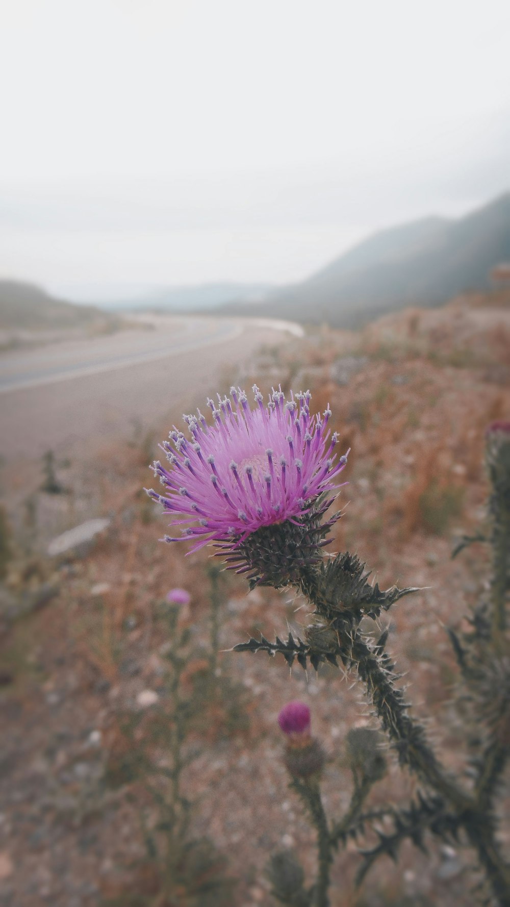 purple flower in tilt shift lens