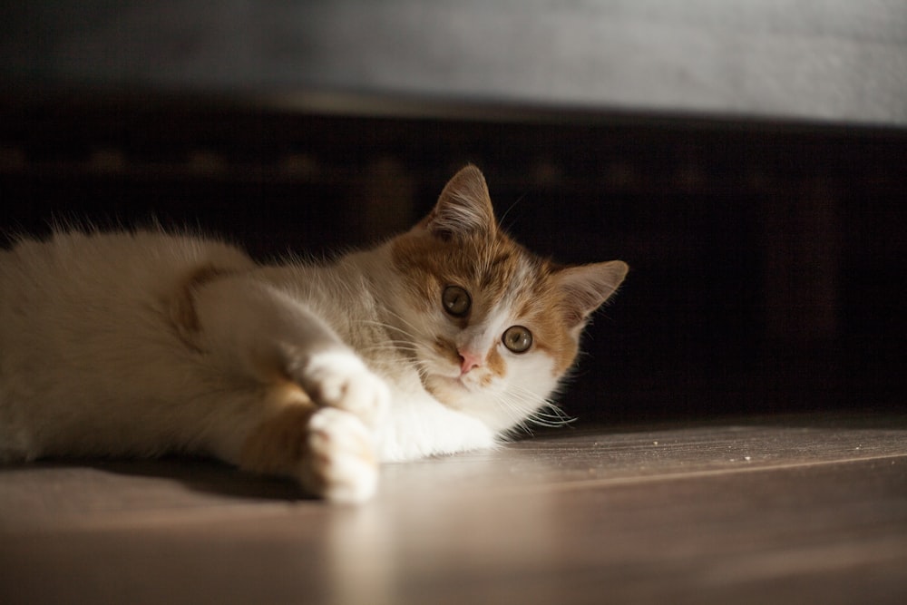 brown and white cat lying on floor