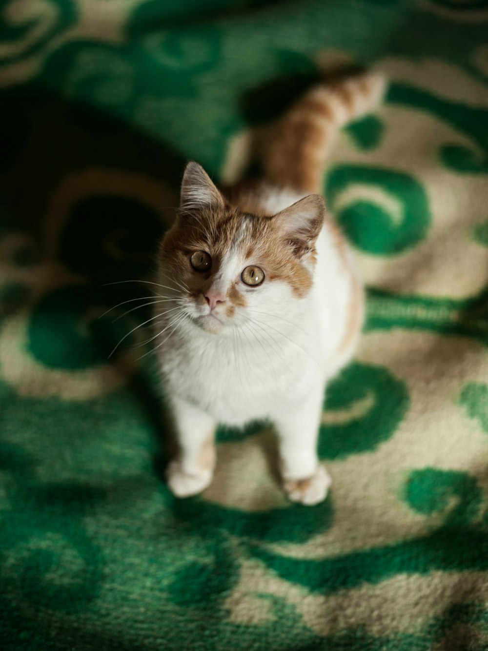 white and brown cat on green textile