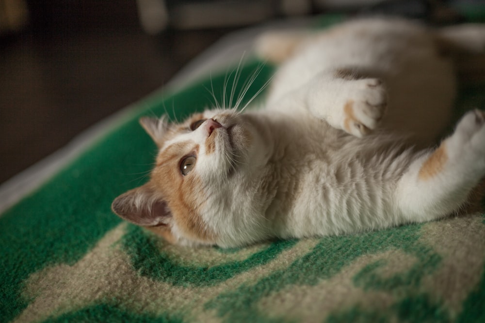 white and orange cat lying on green textile