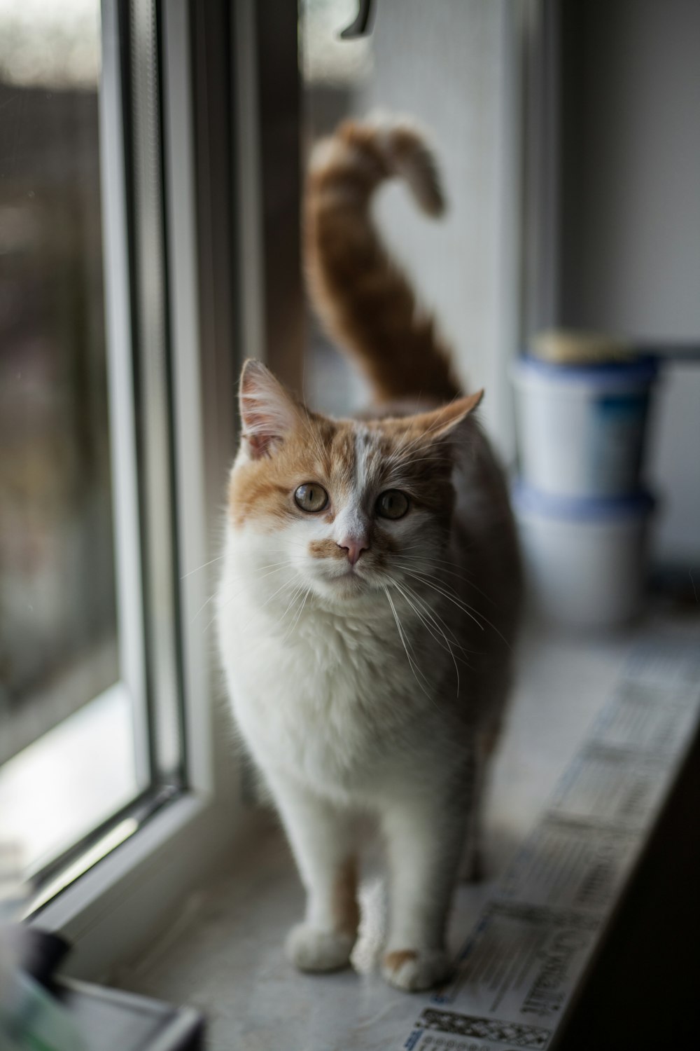 orange and white cat on window
