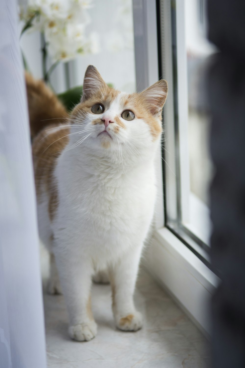 weiße und orangefarbene Katze am Fenster