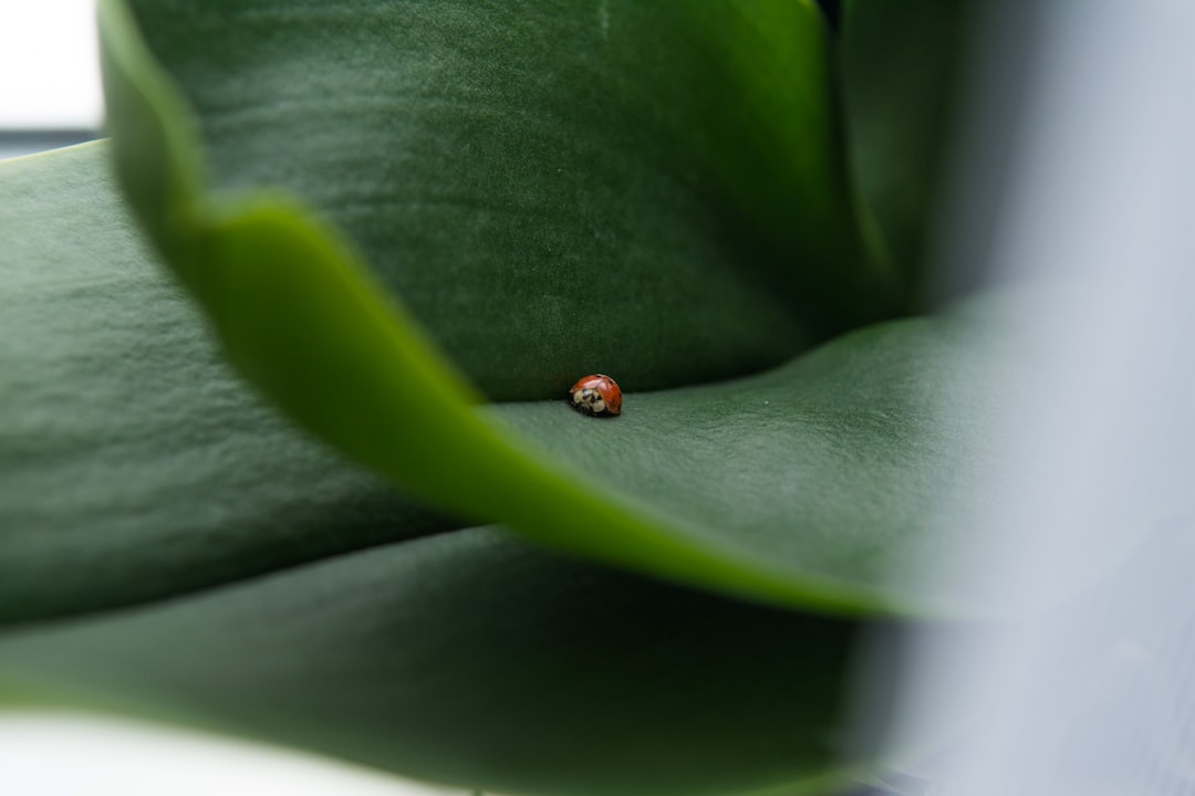 red ladybug on green leaf