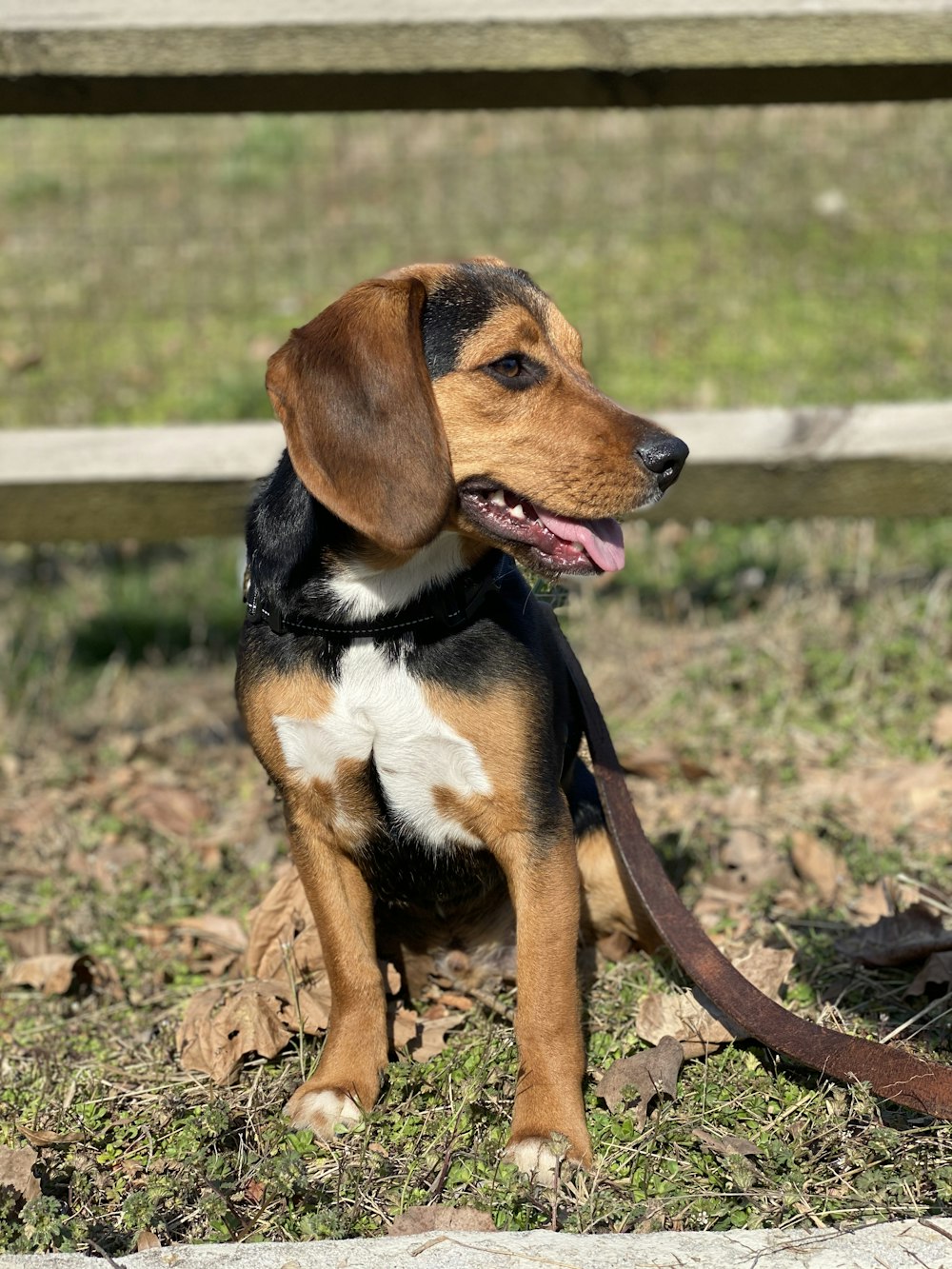 black brown and white short coated dog sitting on green grass during daytime