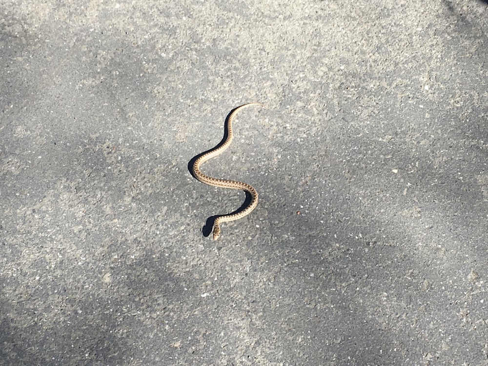 black and yellow snake on gray concrete floor