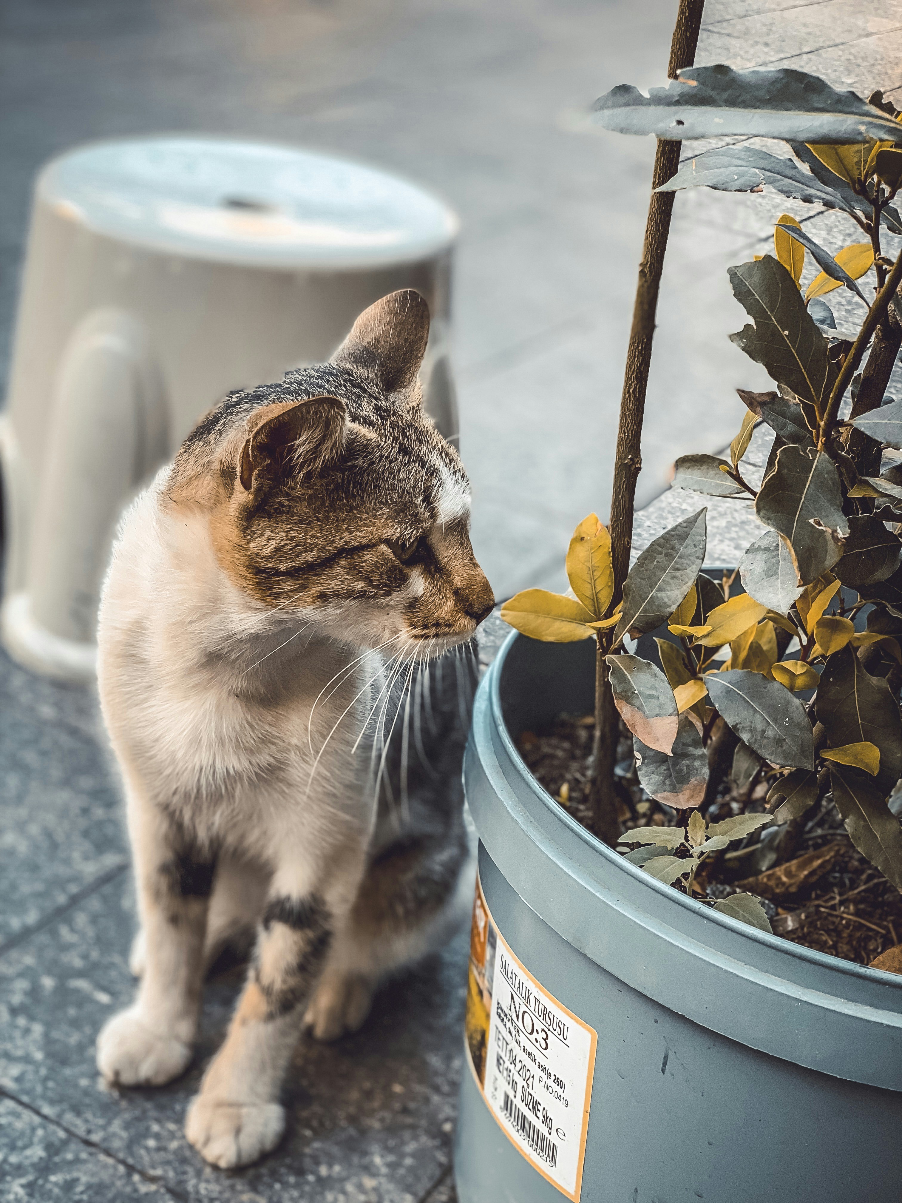 chat tigré brun sur seau en plastique bleu