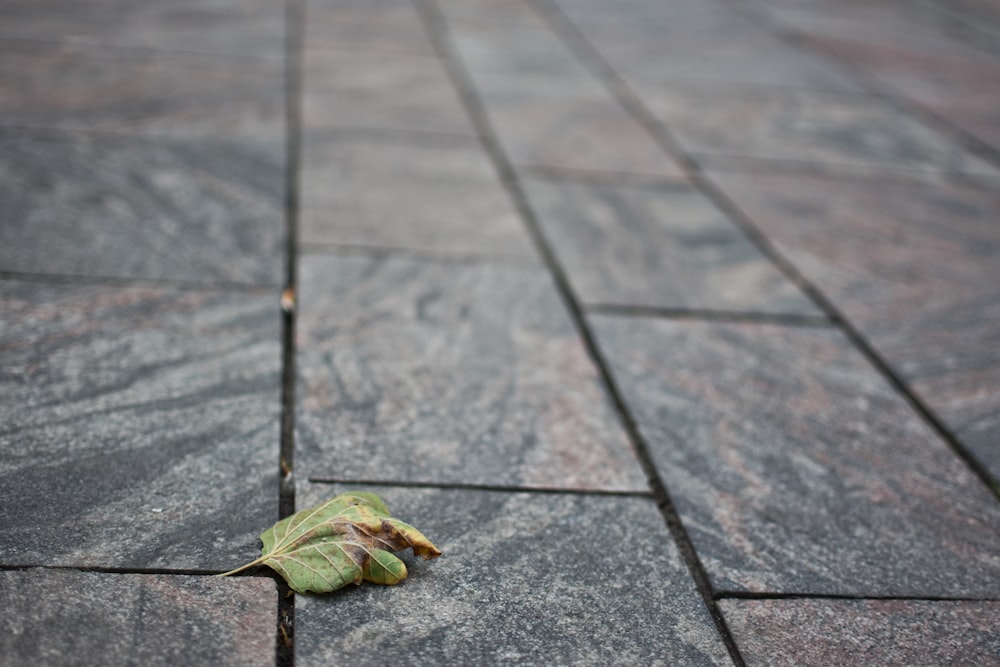 green leaf on gray concrete floor