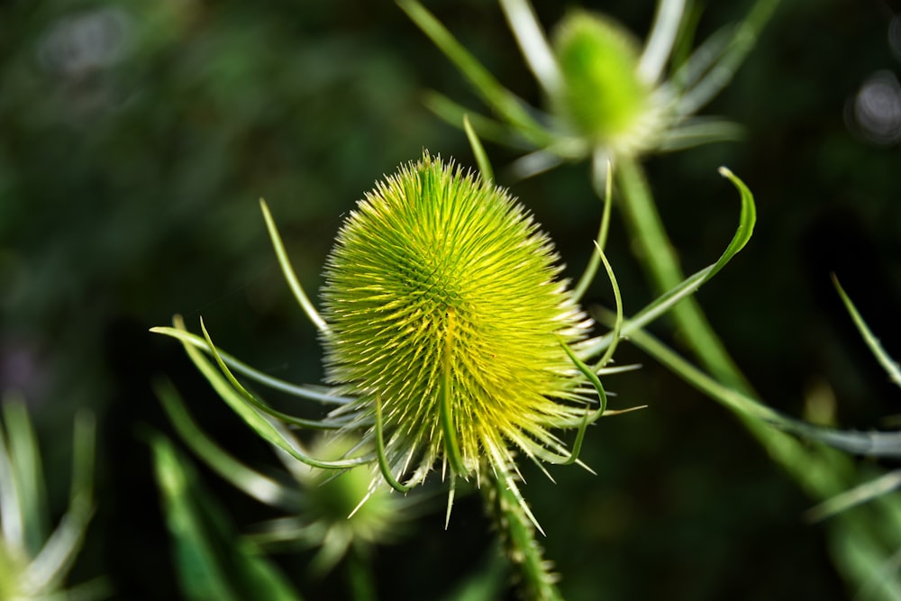 green and yellow flower in macro lens