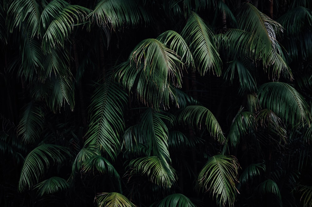 green palm tree during night time