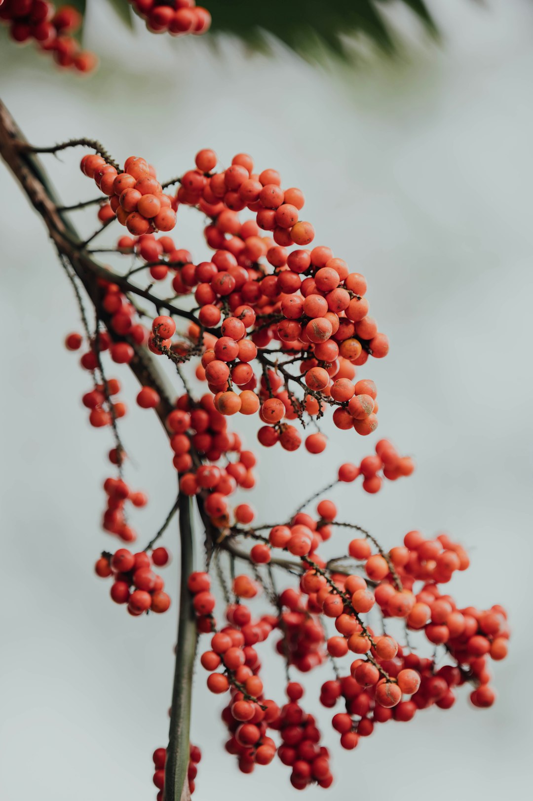 red round fruits on tree branch