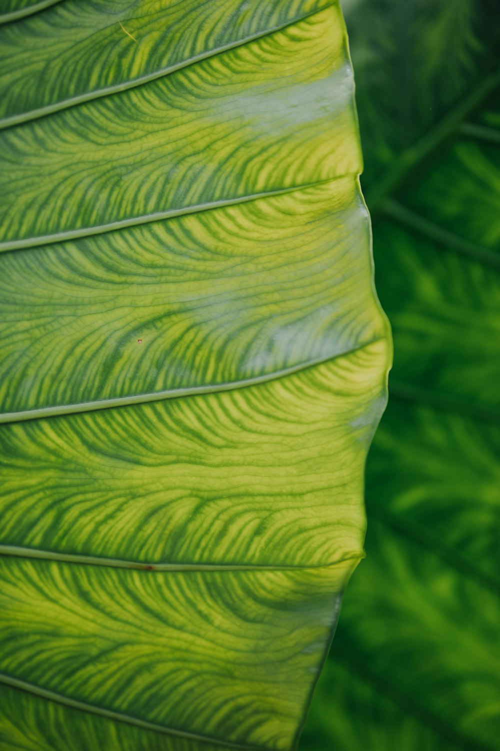 yellow and green leaf plant