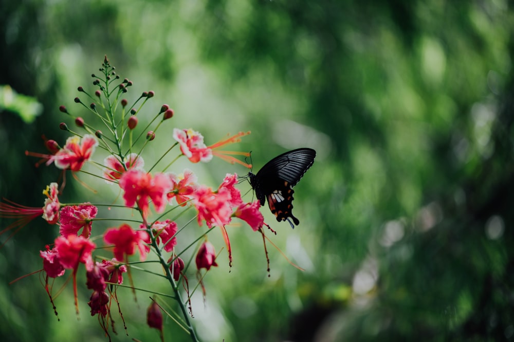 borboleta preta na flor vermelha durante o dia