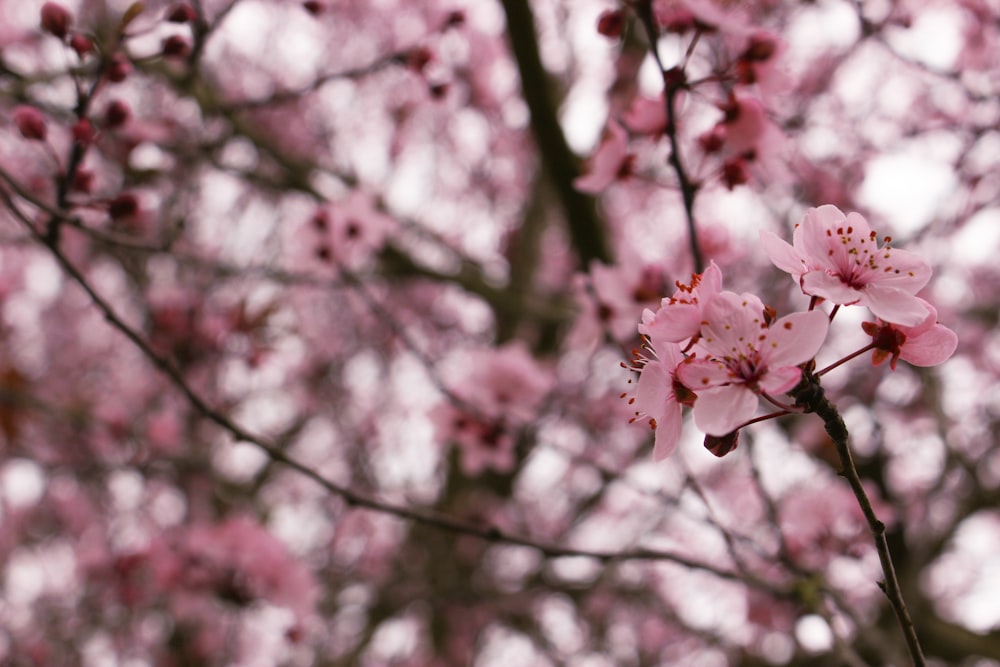 pink cherry blossom in close up photography