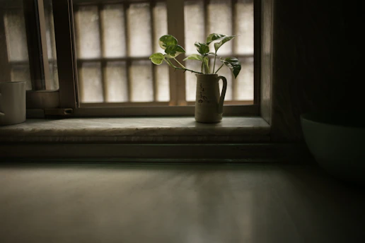 A cozy apartment with a small plant by the window, symbolizing a fresh start.