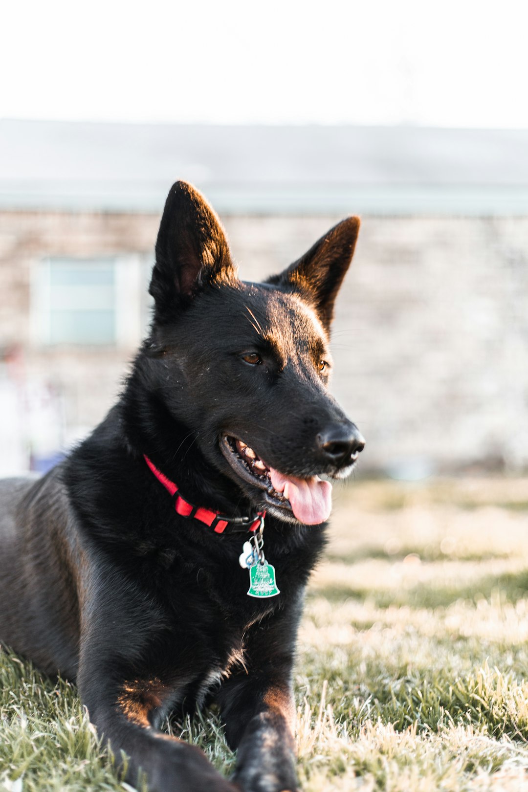 black german shepherd with blue dog leash