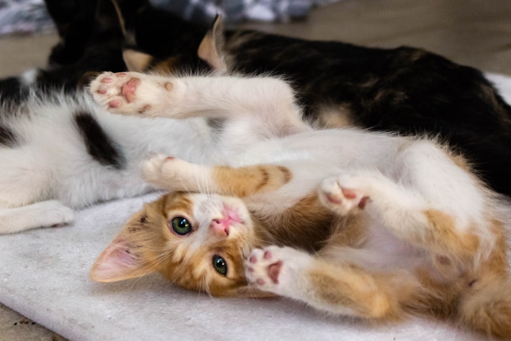 orange and white tabby cat lying on white textile