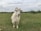 A goat with long, white fur stands on a grassy field. Its curved horns are visible, and it has a gentle expression. The landscape is open and expansive, with a cloudy sky and trees lining the horizon.