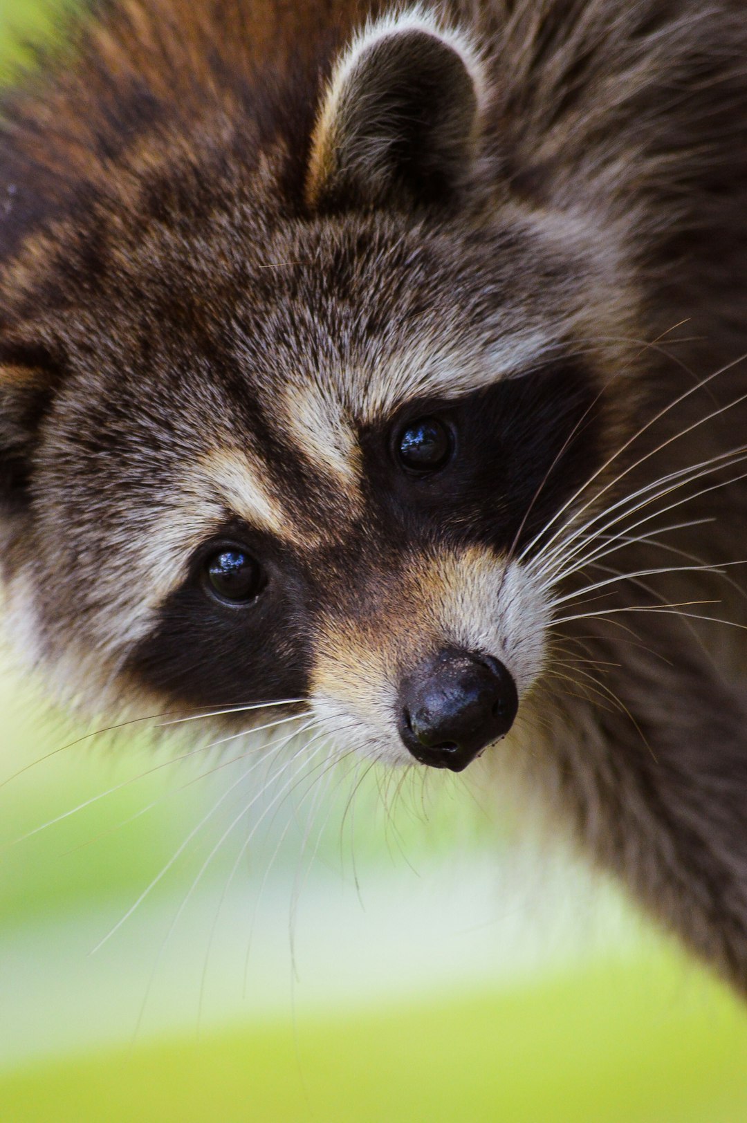  brown and black animal in close up photography raccoon