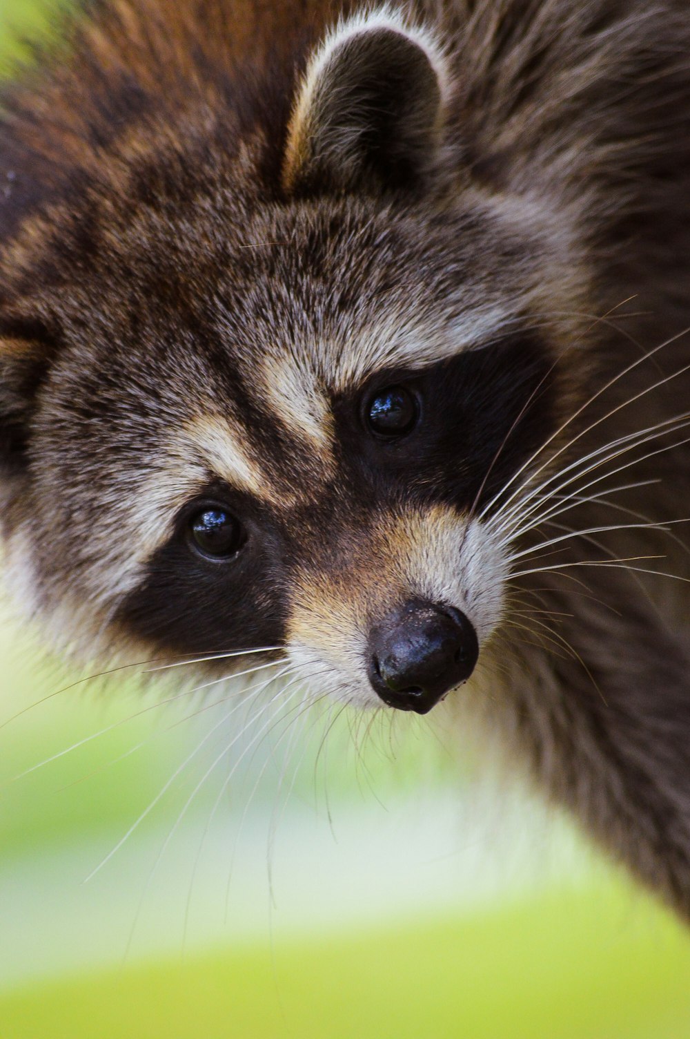 brown and black animal in close up photography