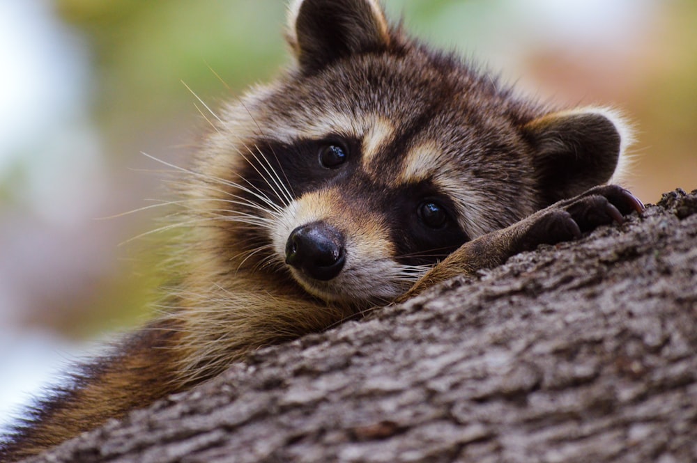 brown and black fox on brown tree trunk during daytime