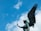 A bronze statue of an angel with large, spread wings is set against a bright blue sky with scattered white clouds. The angel appears to be in a graceful pose, reaching forward with one hand while slightly tilting its head.