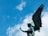 A bronze statue of an angel with large, spread wings is set against a bright blue sky with scattered white clouds. The angel appears to be in a graceful pose, reaching forward with one hand while slightly tilting its head.
