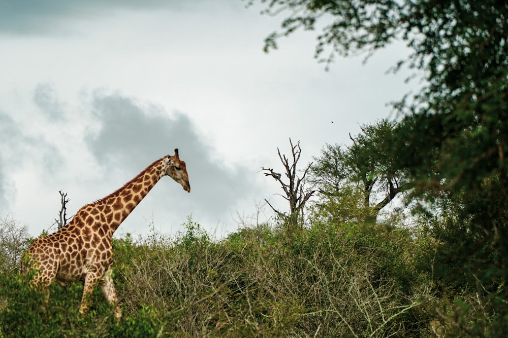 brown and black giraffe on green grass field under white clouds during daytime