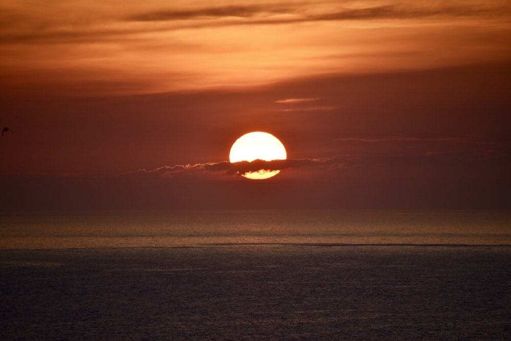 silhouette of a bird flying over the sea during sunset