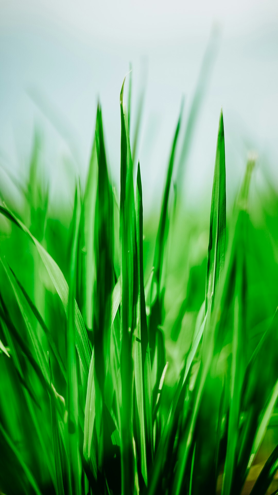 green grass in close up photography