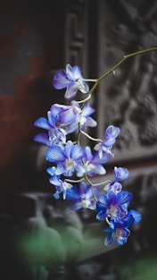 blue and white flowers in tilt shift lens