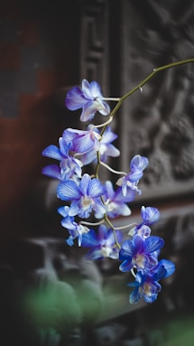 blue and white flowers in tilt shift lens