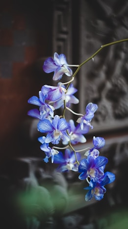 blue and white flowers in tilt shift lens