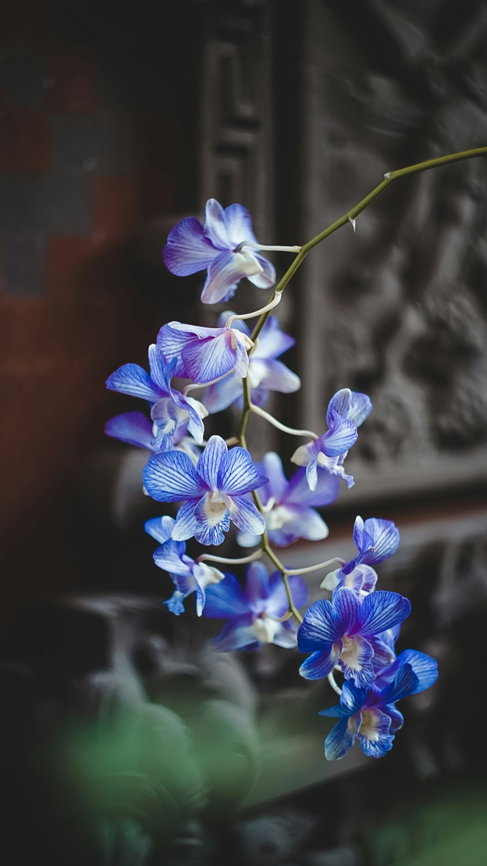 flores azuis e brancas na lente tilt shift