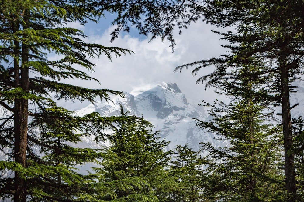 green trees near snow covered mountain during daytime