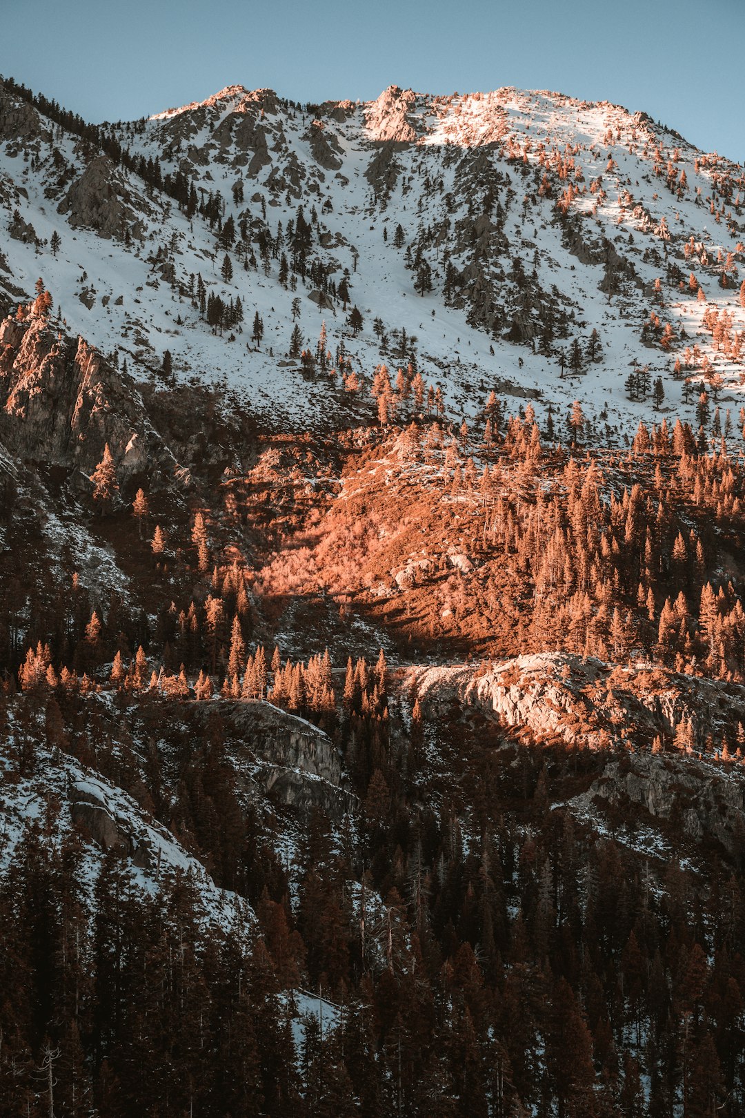 brown trees on snow covered mountain during daytime