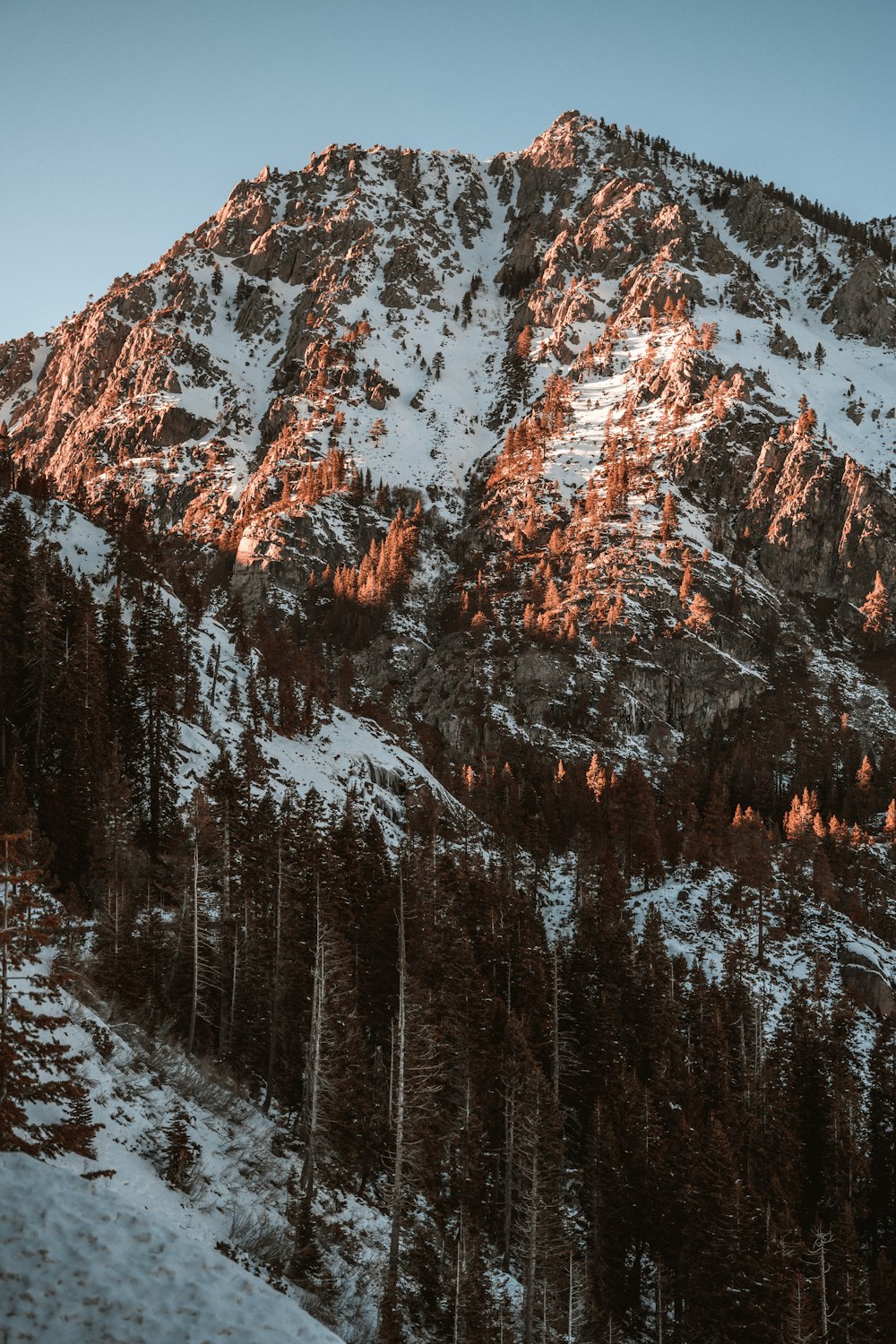 brown trees on snow covered ground during daytime