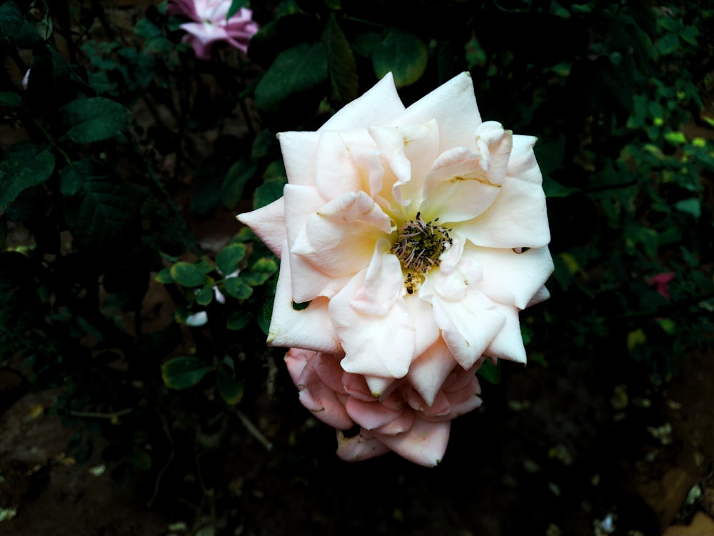 fleur blanche à stigmate jaune