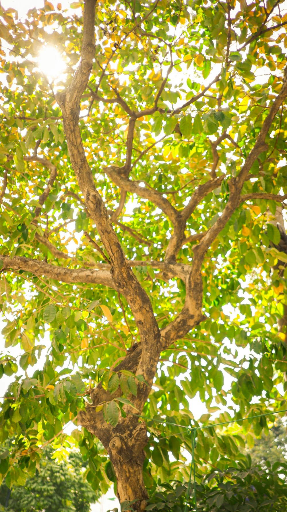 green and brown tree during daytime