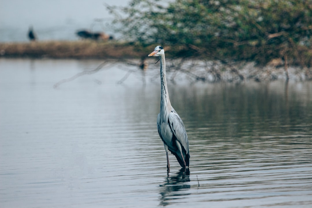 grey heron on calm water during daytime