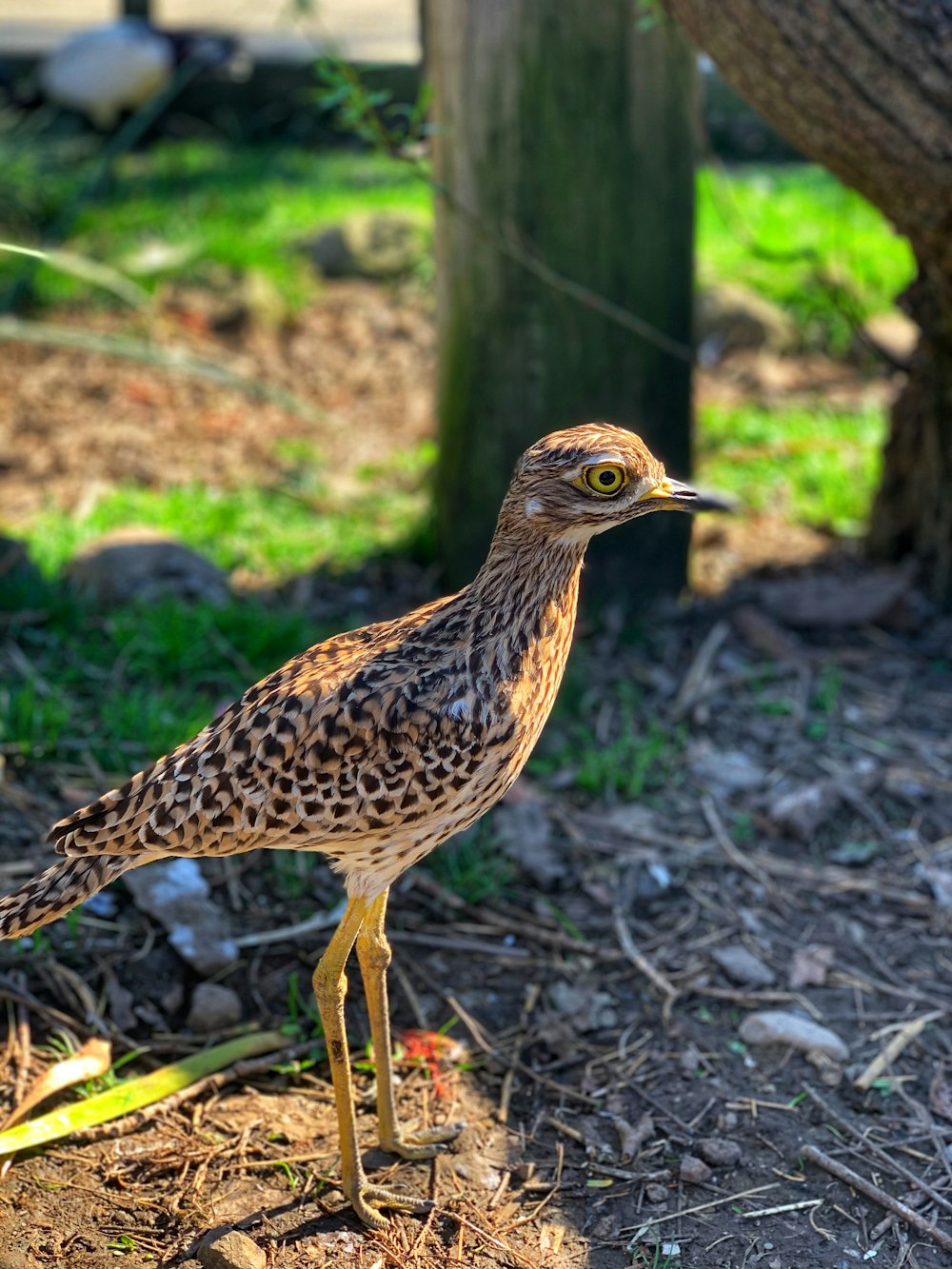 brown and black bird on brown soil