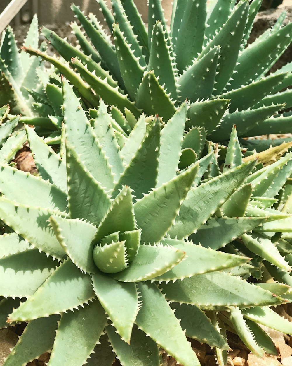 green plant in close up photography