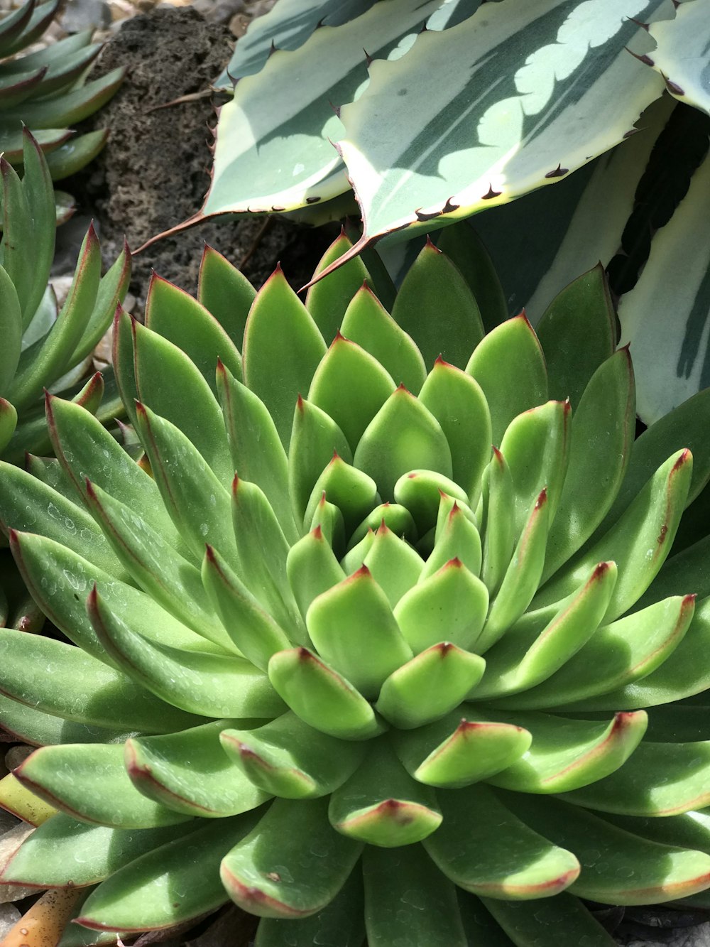 green plant on brown soil