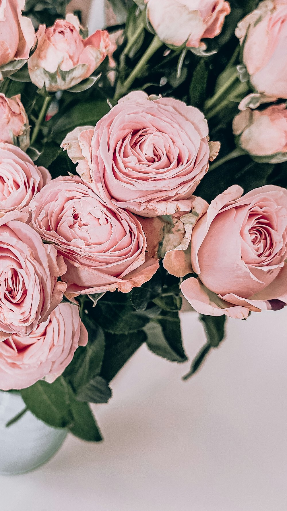 pink roses in close up photography