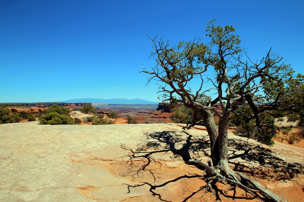 green tree on brown sand under blue sky during daytime