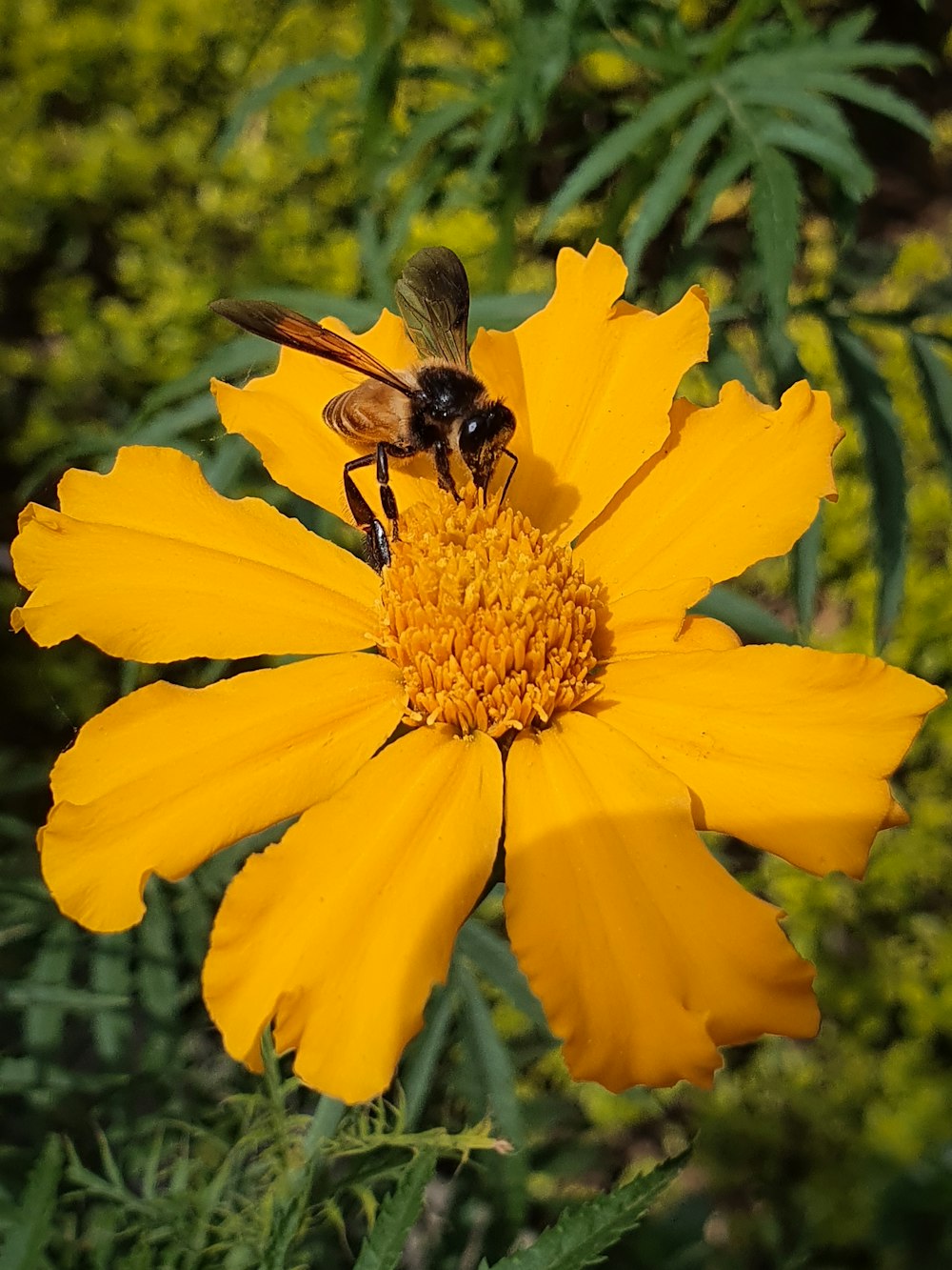 black and yellow bee on yellow flower during daytime