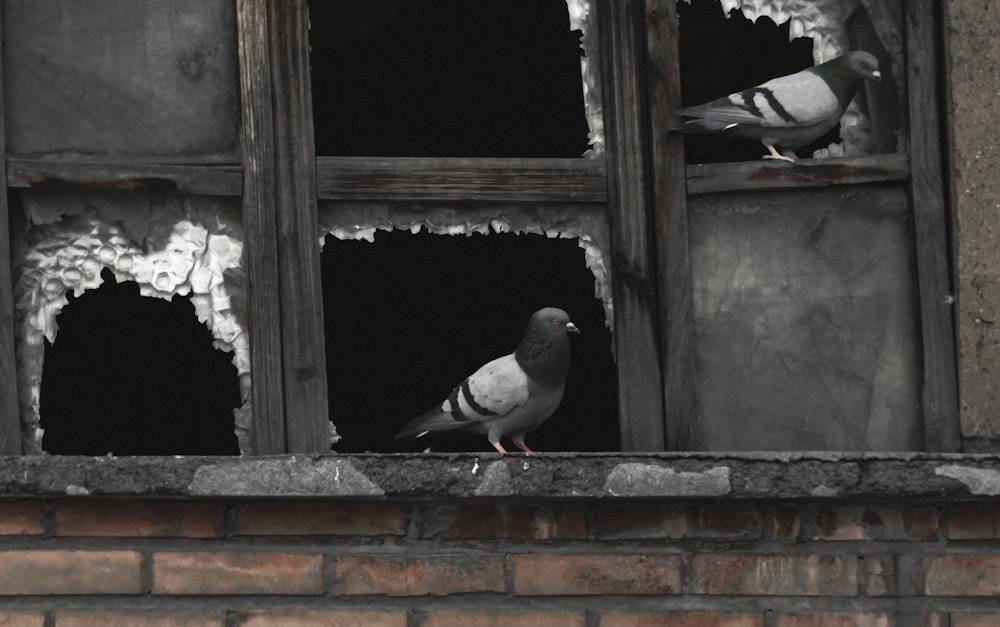 black and white bird on window