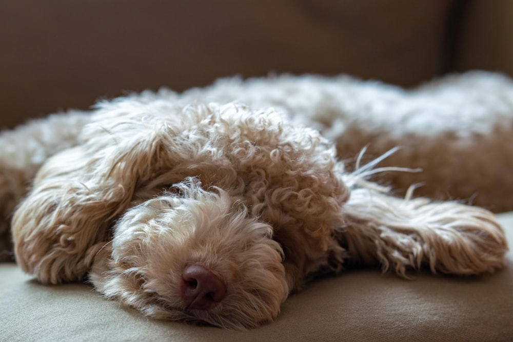 a dog is laying down on a couch