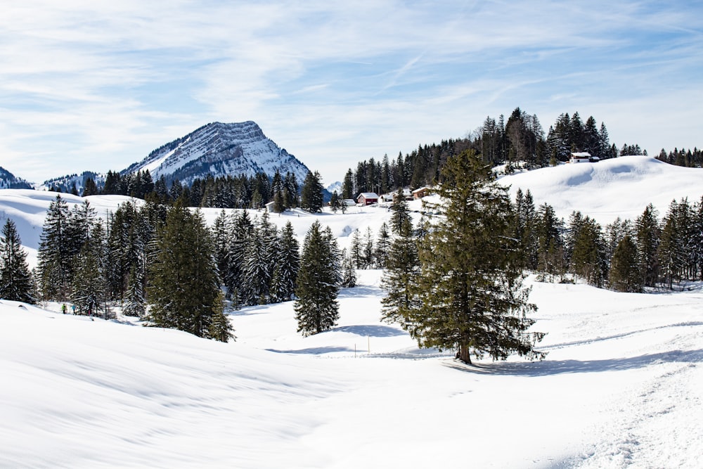 green pine trees on snow covered ground during daytime