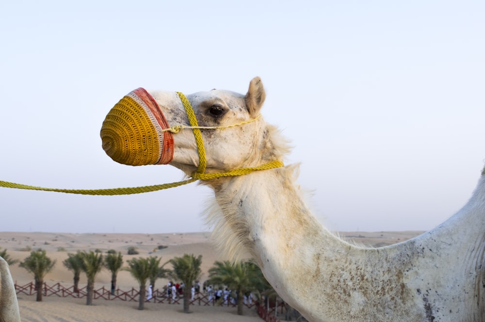 camelo branco com chapéu de vime marrom